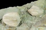 Multiple Blastoid (Pentremites) and Brachiopod Plate - Illinois #135602-2
